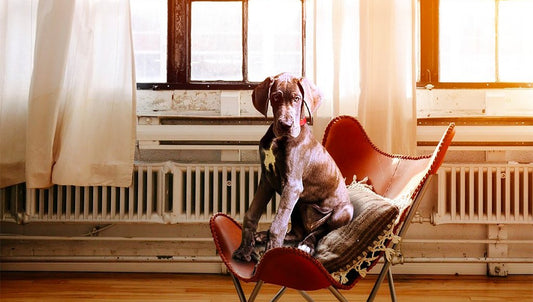 Pet Parent Guilt is Real: 5 Ways to Overcome it
