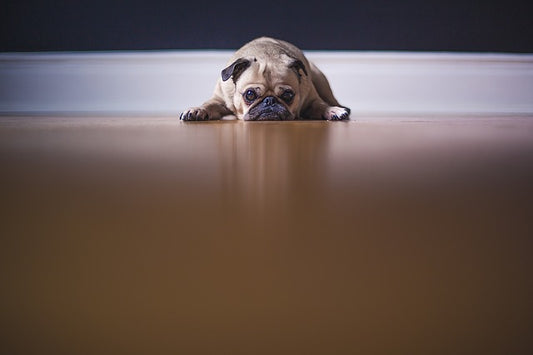 Six reasons you should case train your canine.